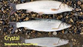  Presentation with marine - PPT layouts having marine far eastern dace is background and a tawny brown colored foreground