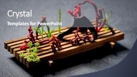  Presentation with seaweed - Presentation theme with molecular nutrition - codium seaweed salad modern cuisine background and a gray colored foreground