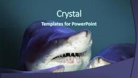  Presentation with sharks - Presentation having marine insurance - three sharks have a fun background and a ocean colored foreground