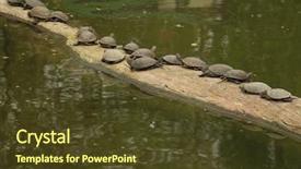  Presentation with aquatic - Beautiful slide set featuring marine life free - aquatic turtles family backdrop and a tawny brown colored foreground