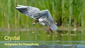  Presentation with marine life - Cool new presentation with marine life free - black-headed gull in natural habitat backdrop and a tawny brown colored foreground