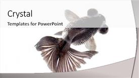  Presentation with marine life - Presentation theme with marine life free - black swimming fish isolated background and a  colored foreground