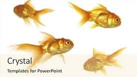  Presentation with goldfish - Presentation enhanced with marine life free - four goldfish swimming taken background and a blonde colored foreground