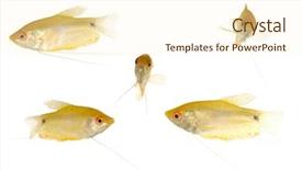  Presentation with marine life - Cool new presentation with marine life free - group of yellow fish taken backdrop and a cream colored foreground