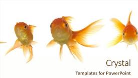  Presentation with strait - Amazing presentation design having marine life free - line of goldfish is looking backdrop and a  colored foreground
