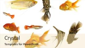  Presentation with fish aquarium - Amazing slide set having marine life free - many different aquarium fish isolated backdrop and a blonde colored foreground