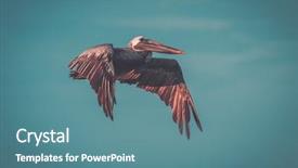 Presentation with curious sky - Slide set enhanced with marine life free - pelican flying in the sky background and a teal colored foreground
