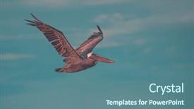  Presentation with airplane taking off sky in - Beautiful slide set featuring marine life free - pelican flying in the sky backdrop and a ocean colored foreground