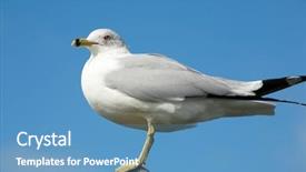  Presentation with pole - PPT layouts featuring marine life free - seagul sits on a pole background and a teal colored foreground