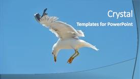  Presentation with marine life - Presentation with marine life free - seagull flying background and a teal colored foreground