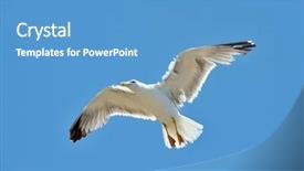  Presentation with seagull - PPT theme with marine life free - seagull flying background and a  colored foreground