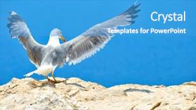  Presentation with seagull - Colorful PPT layouts enhanced with marine life free - seagull flying backdrop and a  colored foreground