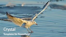  Presentation with seagull - Beautiful slides featuring marine life free - seagull flying backdrop and a seafoam green colored foreground