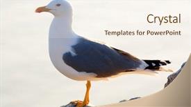  Presentation with marine life - Presentation design enhanced with marine life free - seagull on rock background and a  colored foreground