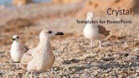  Presentation with marine life - Amazing slide deck having marine life free - seagulls on the beach backdrop and a  colored foreground