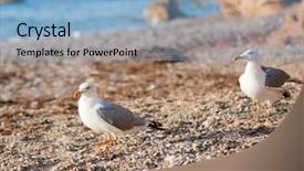  Presentation with marine life - PPT theme consisting of marine life free - seagulls on the beach background and a  colored foreground