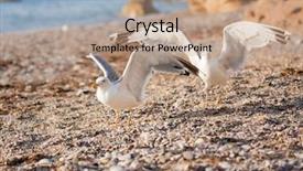  Presentation with marine life - Theme featuring marine life free - seagulls on the beach background and a  colored foreground