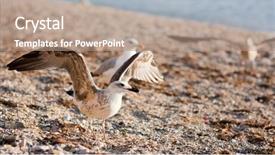  Presentation with marine life - Presentation featuring marine life free - seagulls on the beach background and a  colored foreground