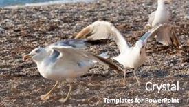  Presentation with marine life - Audience pleasing PPT layouts consisting of marine life free - seagulls on the beach backdrop and a  colored foreground