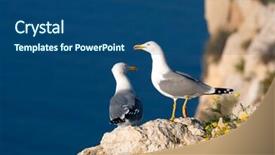  Presentation with rock - Colorful presentation theme enhanced with marine life free - two seagulls on rock backdrop and a ocean colored foreground