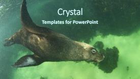  Presentation with sardines school in blue sea - Amazing slide deck having marine mammals - australian sea lion backdrop and a ocean colored foreground