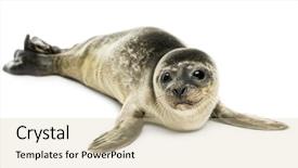  Presentation with marine - Audience pleasing slides consisting of marine mammals - common seal pup isolated backdrop and a soft green colored foreground