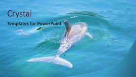  Presentation with dolphin - Colorful presentation theme enhanced with marine mammals - dolphin in the caribbean sea backdrop and a light blue colored foreground