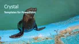  Presentation with marine - Slide deck with marine mammals - fur seal in the pool background and a ocean colored foreground