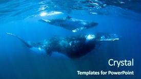  Presentation with whales - Theme with marine mammals - humpback whales mother and calf background and a ocean colored foreground