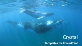  Presentation with whales - Cool new slides with marine mammals - humpback whales mother and calf backdrop and a ocean colored foreground