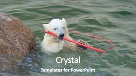  Presentation with polar bear - Amazing PPT theme having marine mammals - little funny polar bear playing backdrop and a gray colored foreground