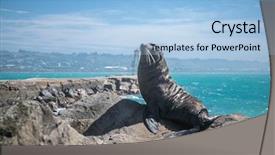  Presentation with underwater wild nature sea life - Slides with marine mammals - sea lion mammal background and a light blue colored foreground