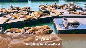  Presentation with lions - Colorful presentation design enhanced with marine mammals - sea lions at pier 39 backdrop and a coral colored foreground