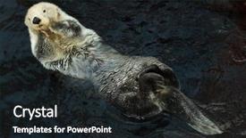  Presentation with sea otter - Presentation theme with marine mammals - sea otter enhydra lutris swimming background and a wine colored foreground