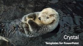  Presentation with sea otter - Slide set consisting of marine mammals - sea otter enhydra lutris swimming background and a dark gray colored foreground