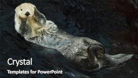  Presentation with sea otter - Cool new theme with marine mammals - sea otter enhydra lutris swimming backdrop and a wine colored foreground