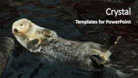  Presentation with sea otter - Beautiful presentation design featuring marine mammals - sea otter enhydra lutris swimming backdrop and a wine colored foreground