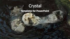  Presentation with swimming - Amazing presentation theme having marine mammals - sea otters enhydra lutris swimming backdrop and a wine colored foreground