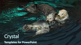 Presentation with marine - Presentation consisting of marine mammals - sea otters enhydra lutris swimming background and a wine colored foreground