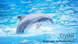  Presentation with water ocean - PPT theme consisting of marine mammals - side view of a beautiful background and a light blue colored foreground