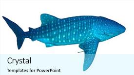  Presentation with whale - Amazing slide set having marine mammals - whale shark isolated on white backdrop and a arctic colored foreground