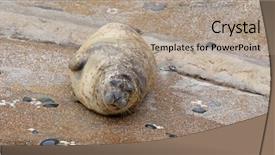  Presentation with zoo - Slides having marine parks - earless seal in the zoo background and a mint green colored foreground