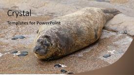  Presentation with zoo - Colorful PPT theme enhanced with marine parks - earless seal in the zoo backdrop and a mint green colored foreground