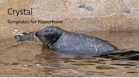  Presentation with zoo - Colorful PPT layouts enhanced with marine parks - earless seal in the zoo backdrop and a coral colored foreground