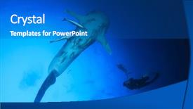  Presentation with divers - Audience pleasing theme consisting of marine pilot - whale shark and scuba divers backdrop and a dark gray colored foreground