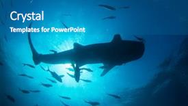  Presentation with whale - Amazing slide deck having marine pilot - whale shark in thailand backdrop and a teal colored foreground