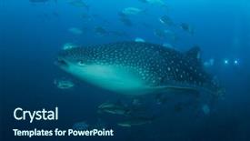  Presentation with whale - Beautiful PPT layouts featuring marine pilot - whale shark in thailand backdrop and a navy blue colored foreground