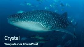  Presentation with whale - Slide deck with marine pilot - whale shark in thailand background and a navy blue colored foreground