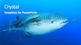  Presentation with shark - Cool new theme with marine pilot - whale shark underwater accompanied backdrop and a light gray colored foreground