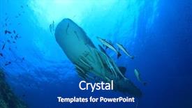  Presentation with shark - Audience pleasing slide deck consisting of marine pilot - whale shark underwater accompanied backdrop and a ocean colored foreground